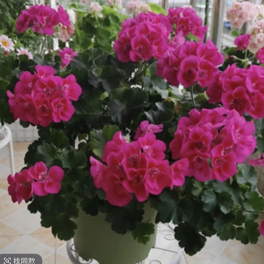150盆《玫红飞溅（紫红闪耀）》天竺葵