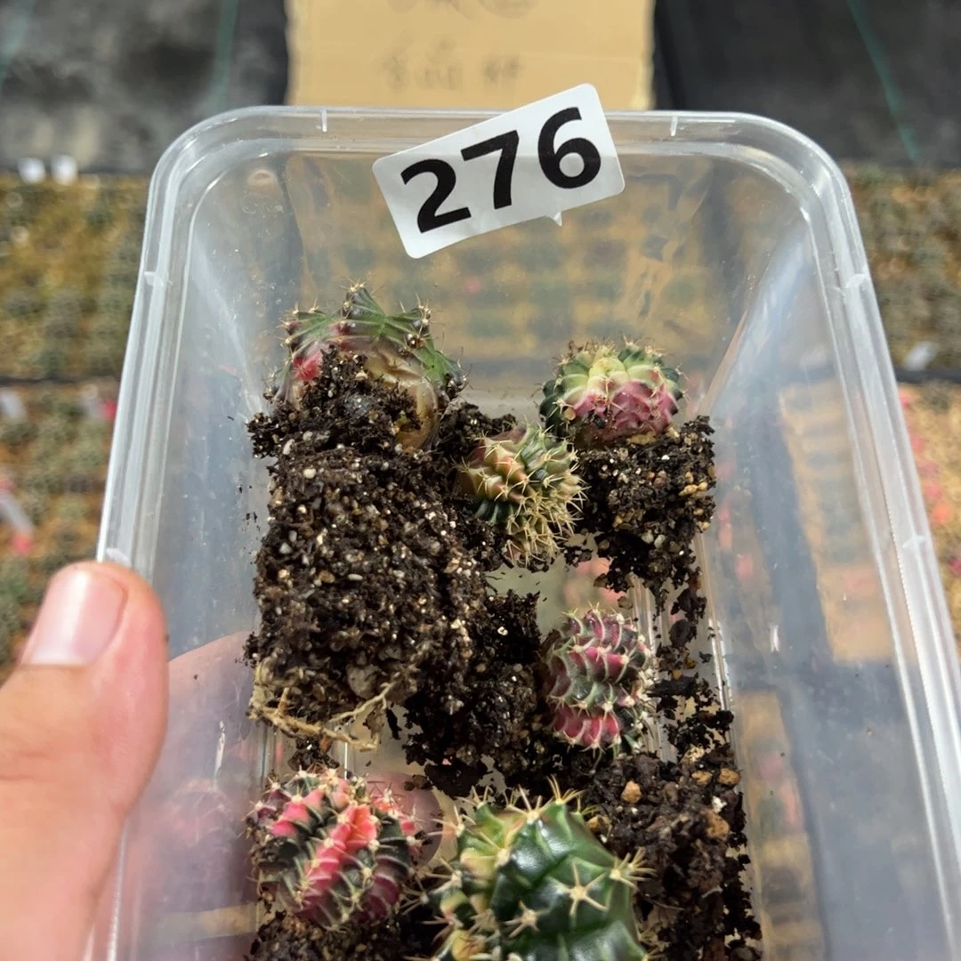 V****当前无花栽培后可以开花276