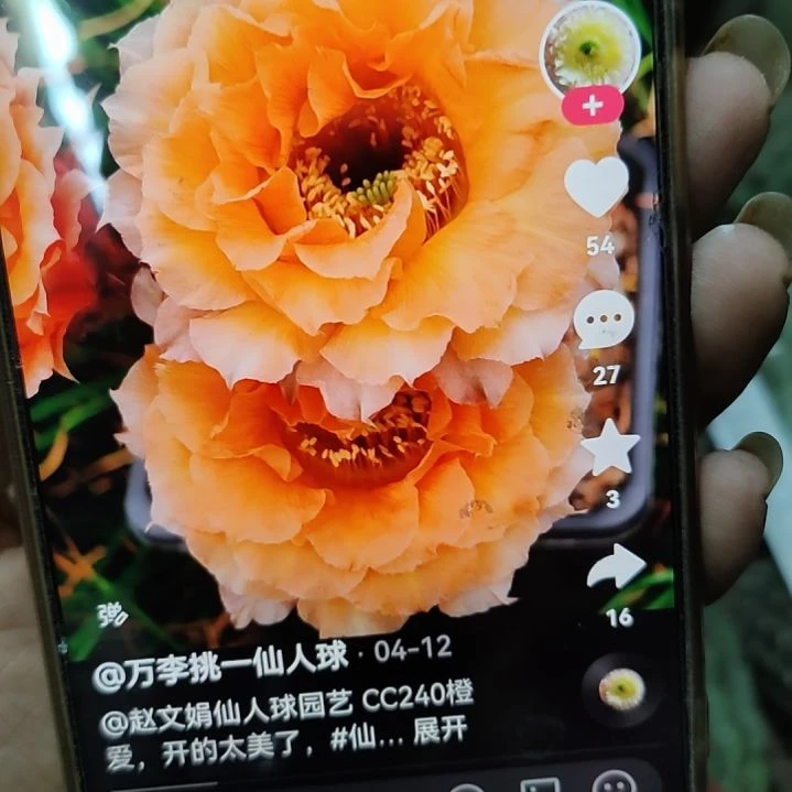 仙人球cc240橙爱侧芽