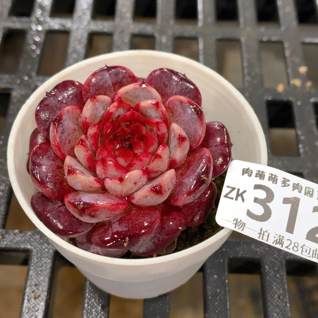 肉萌萌拇指盆精控多肉ZK312