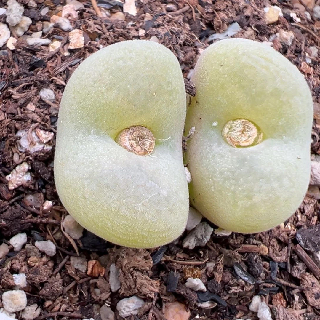 10.26好看的多肉脱土发货688