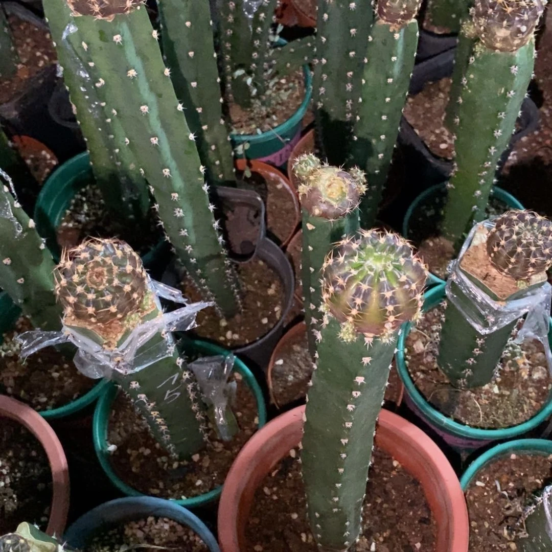 新品丽花L75母本绣谱三公分