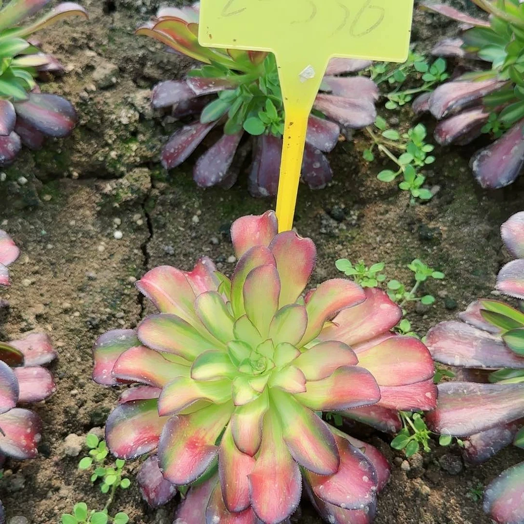 2-336++夕阳多头多肉