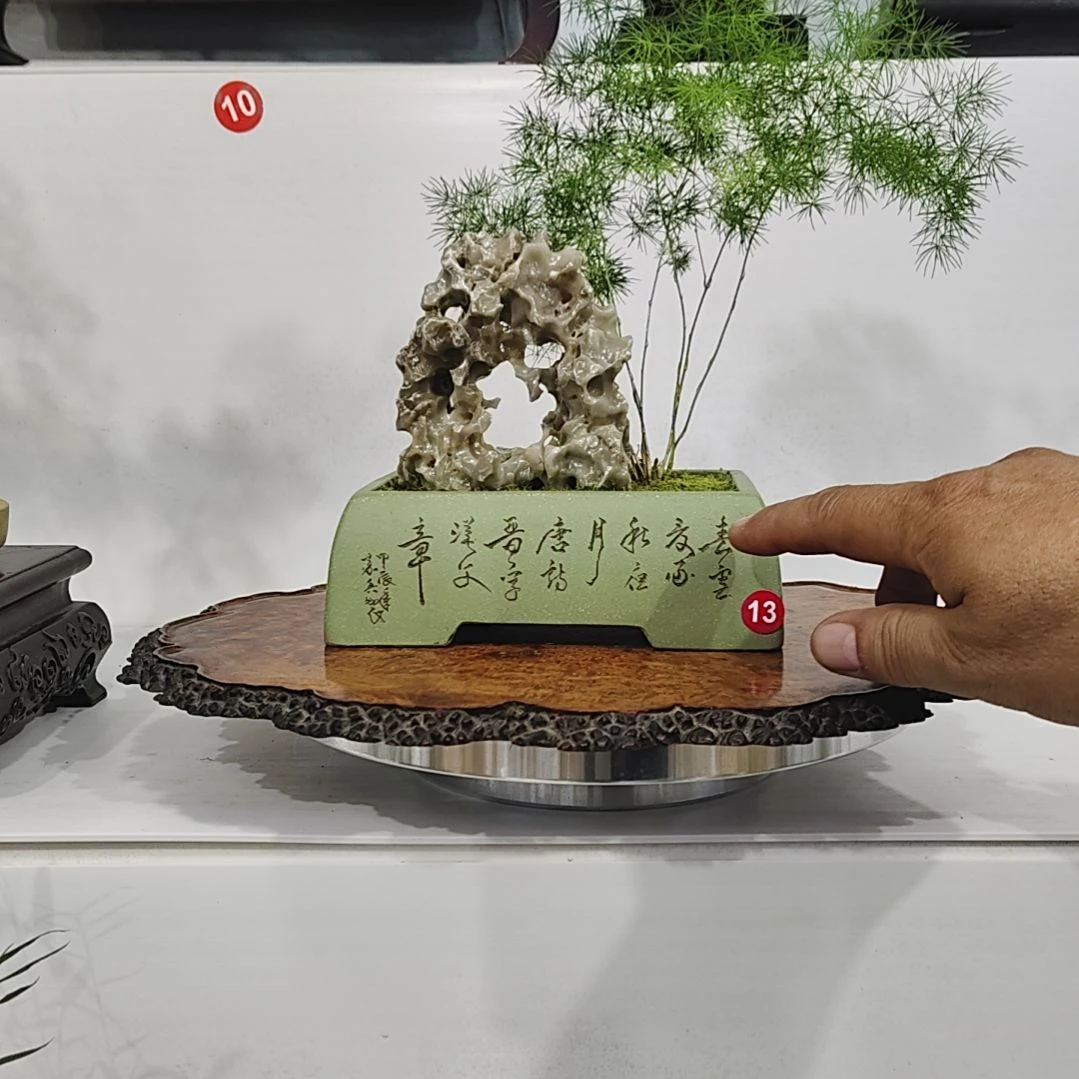 风***顺无花朵盆景，蓬莱松，玉玲珑