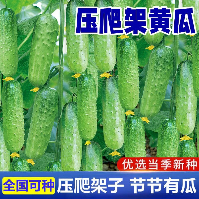 【精品种子】水果黄瓜种子高产压趴架四季盆栽春秋旱黄瓜蔬菜种子