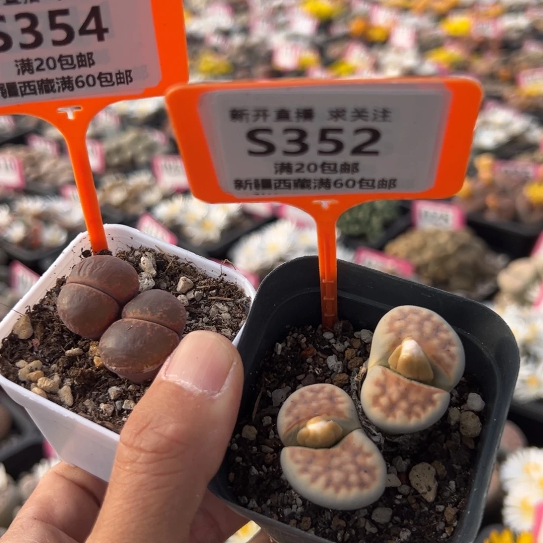 352.354 一物一拍，默认有伤，介意勿拍，不退不换