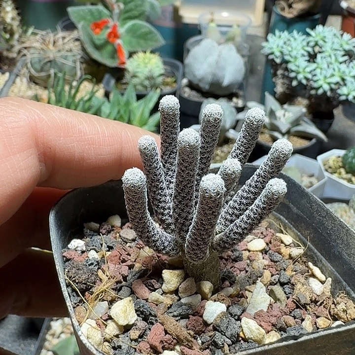 939mini牧师脱土发货