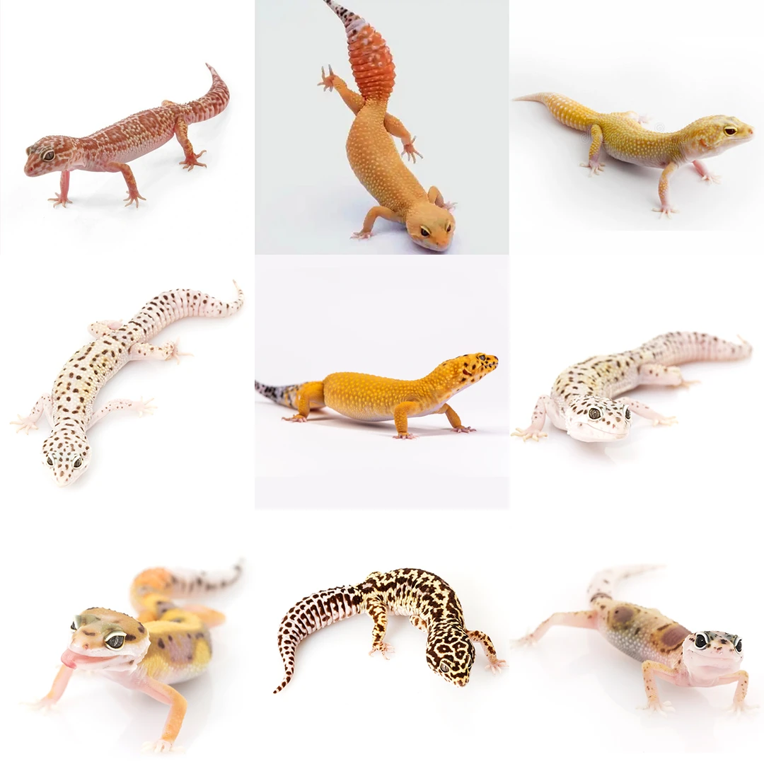 豹纹守宫异宠活体宠物温顺可爱爬宠肥尾睫角瘤尾