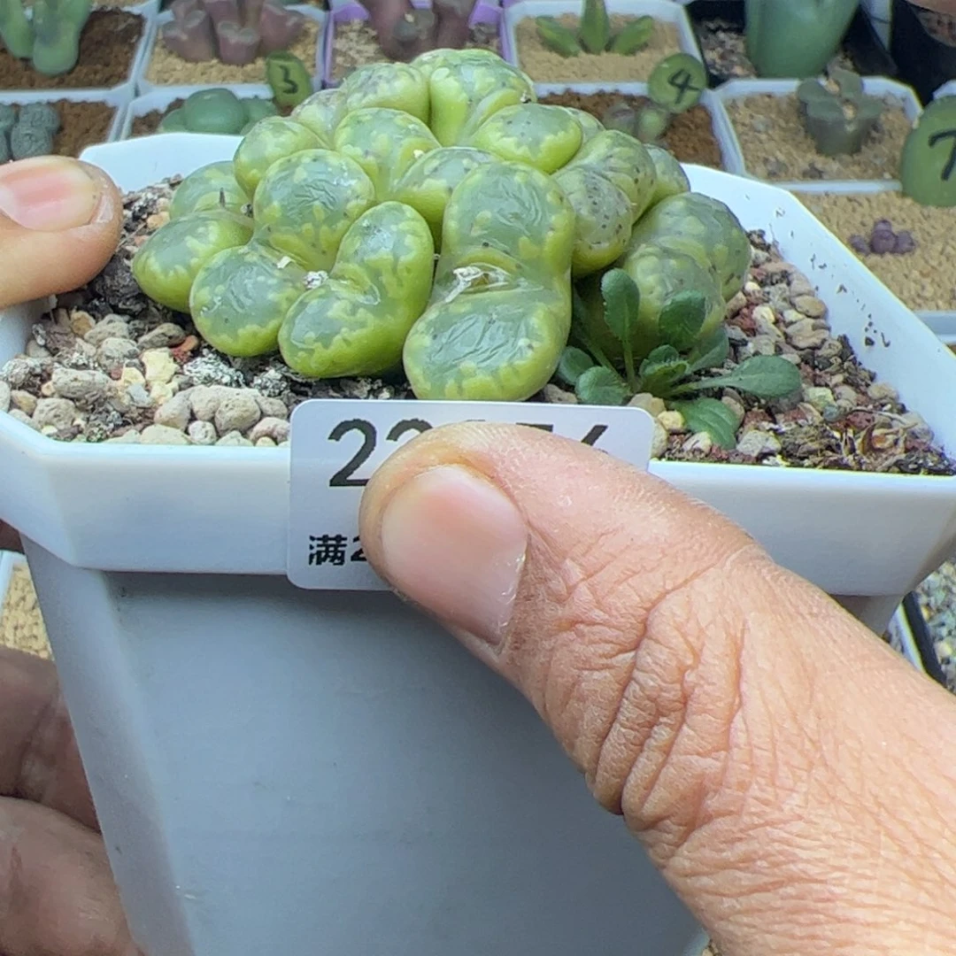 4**角大家过年好22356