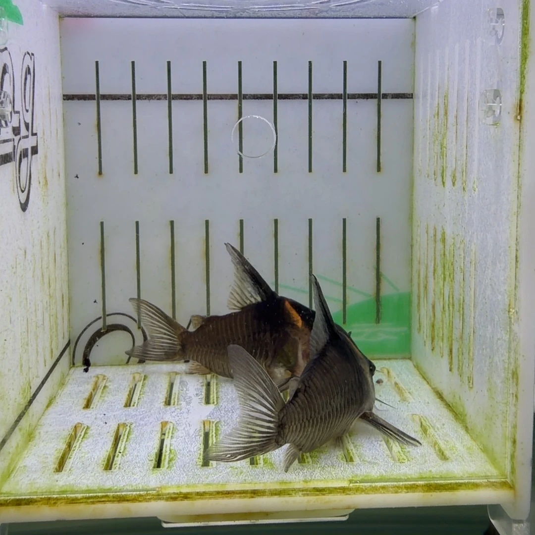 鼠鱼6-7厘米黑剑2条