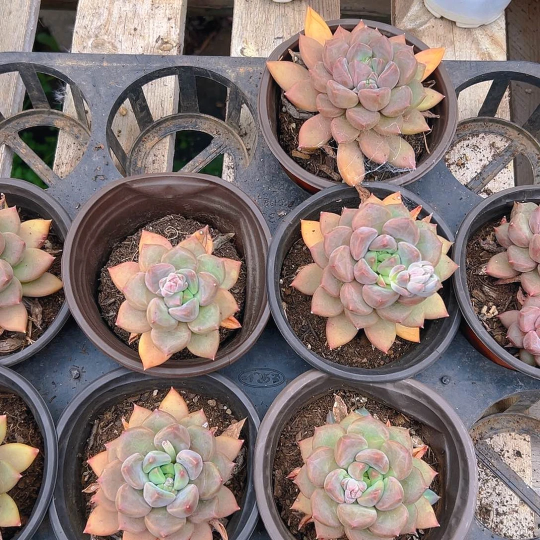 红象牙，满18包邮