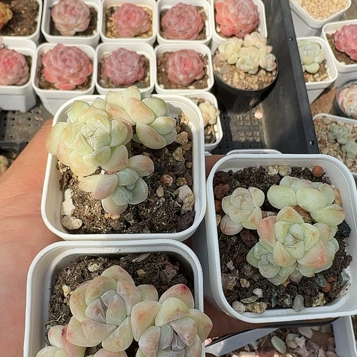 莹一物一拍专拍链接