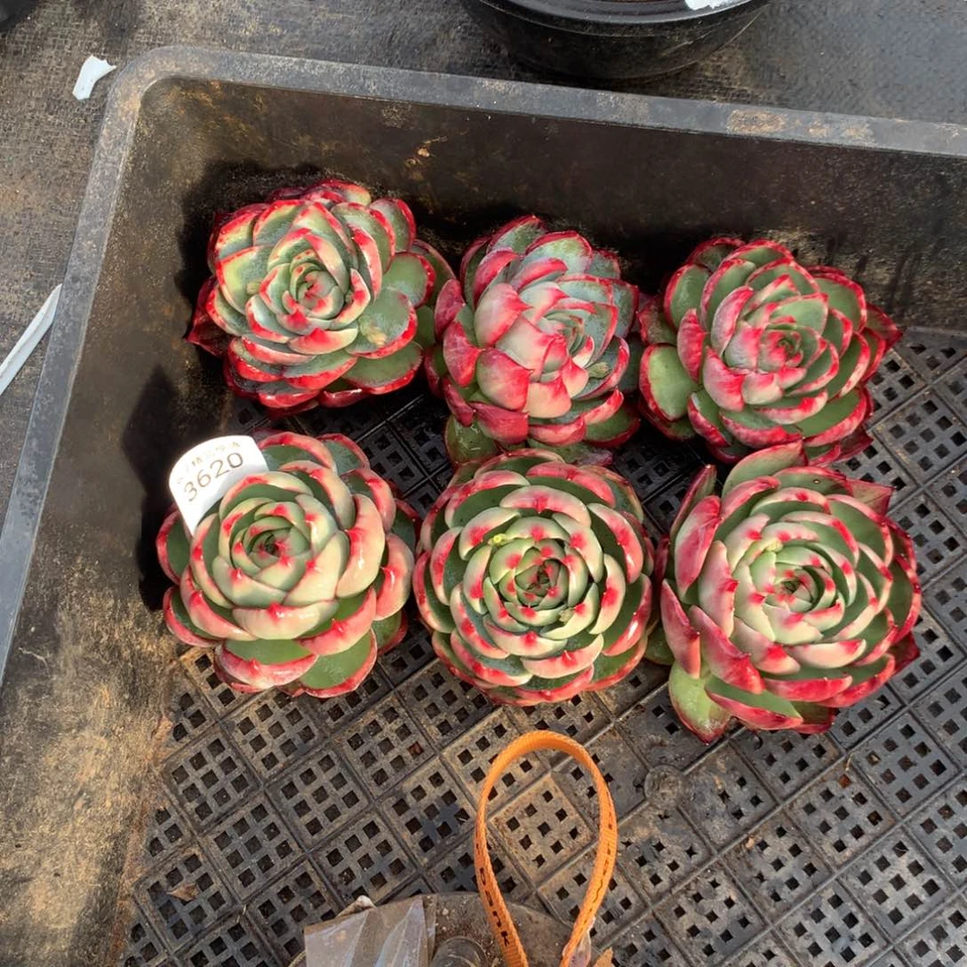 3620一物一拍8厘米