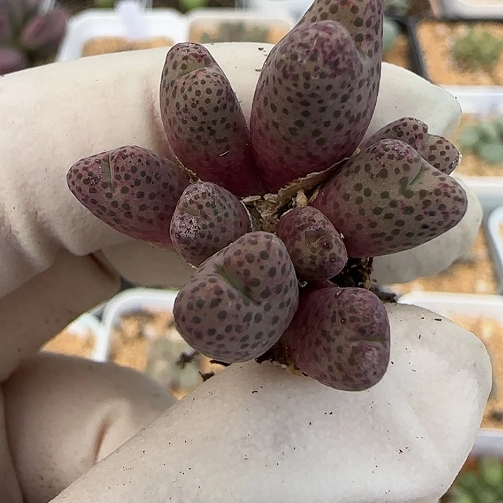 537园艺优选红斑马955