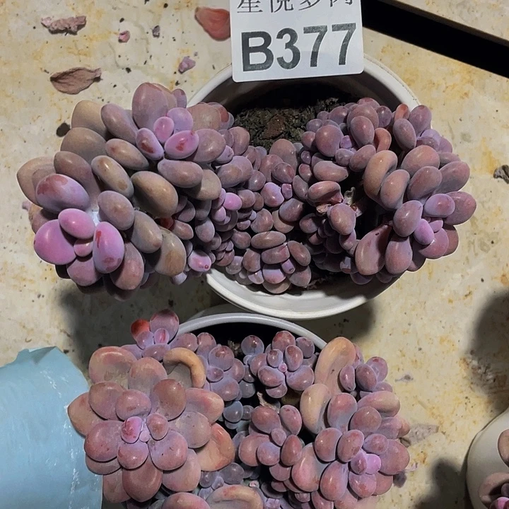 哦***豁星悦多肉     B377