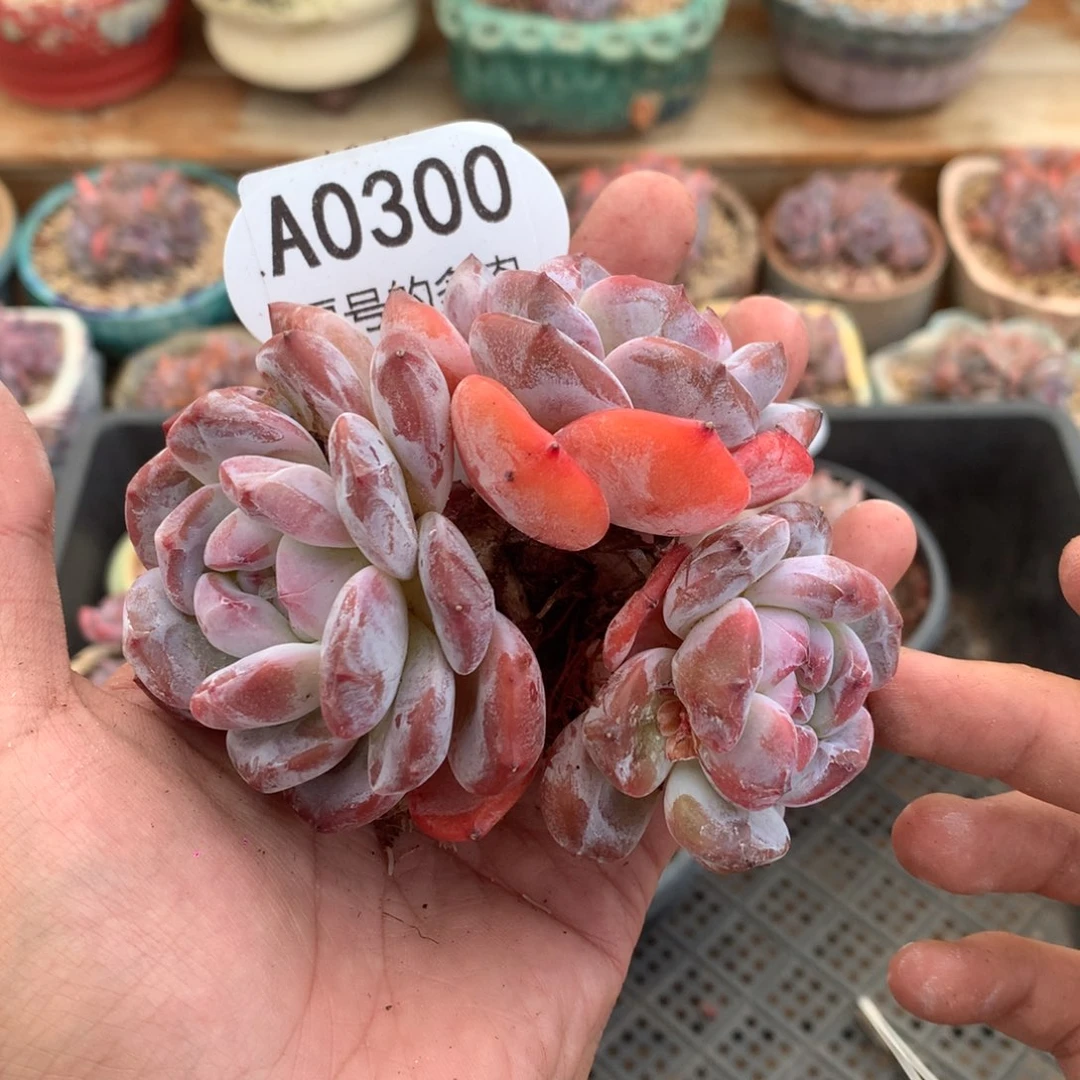 A0300 老桩粗腿韩橙 无砍 9.5cm