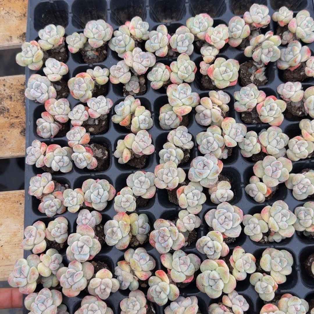 小黄双头5颗一组特价