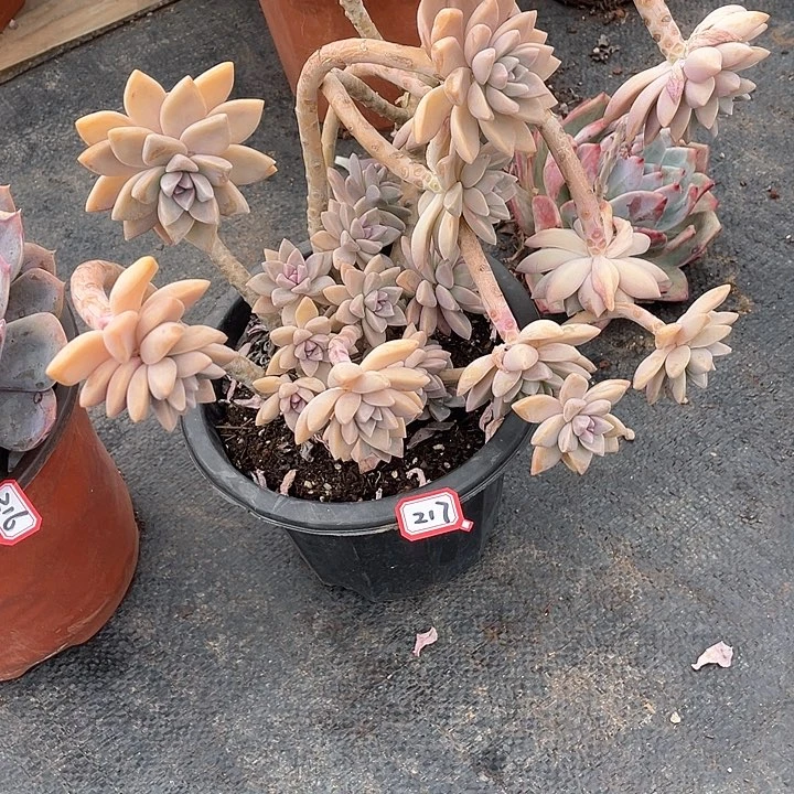 217淡雪 一物一拍多肉