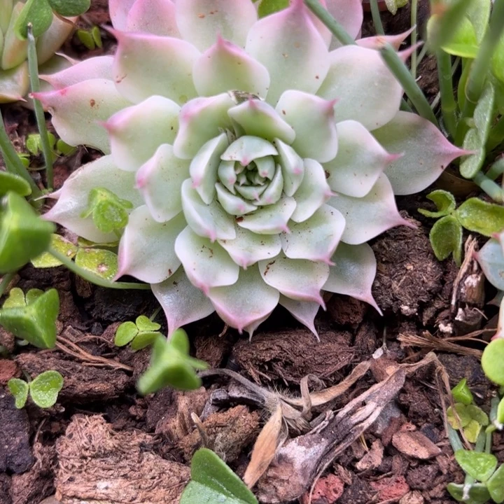 淳**娜多肉植物土专拍链接
