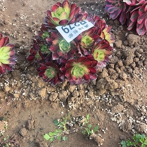 276韶华不包断枝