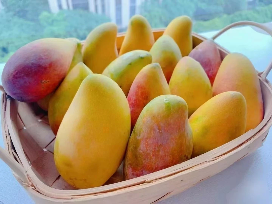 广西百色妃芒新鲜采摘应季水果香甜多汁核薄肉厚