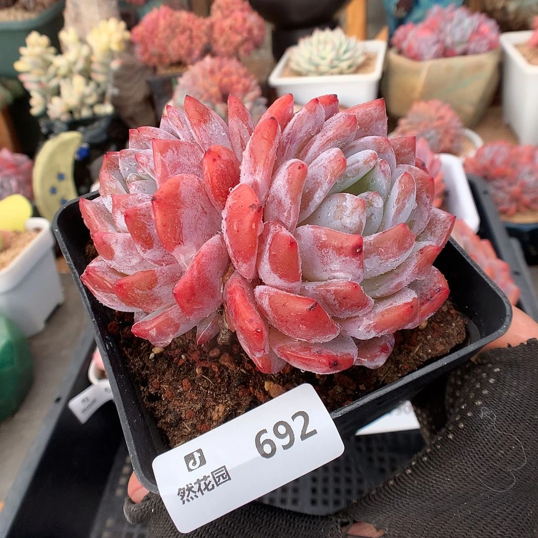 692梦露多肉植物6666