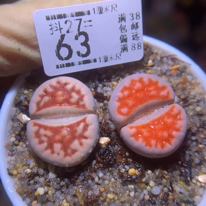 精品生石花27.63