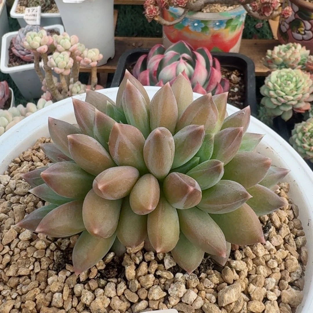 1807一物一拍（满28包邮）