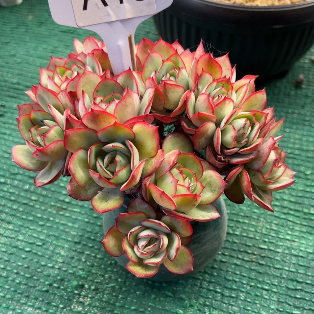 牡丹亭缀化，，，，，，，，，，，，，，，，，，