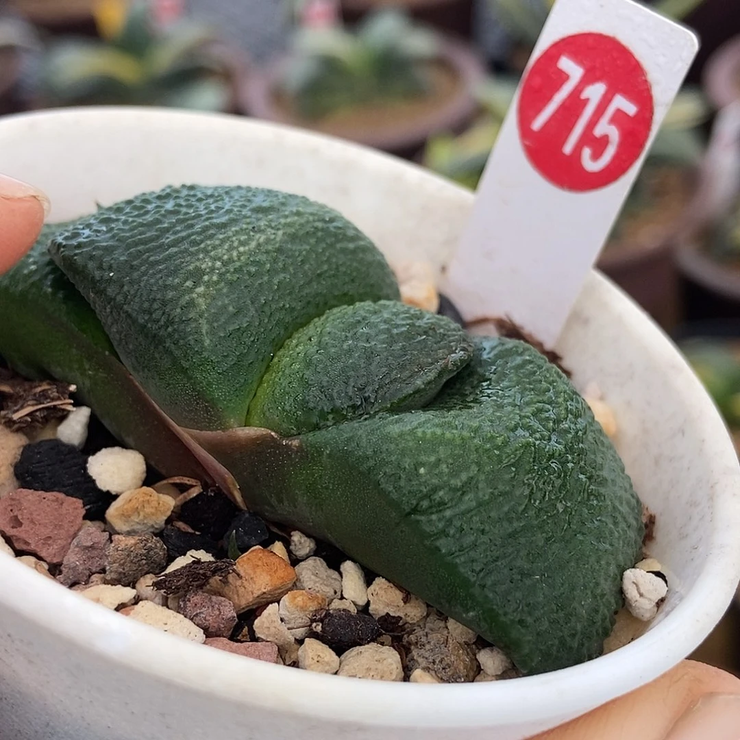 小***祥715卧牛实生带盆发货