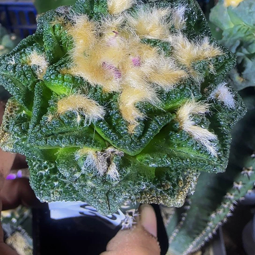 辛顿牡丹688仙人球开花