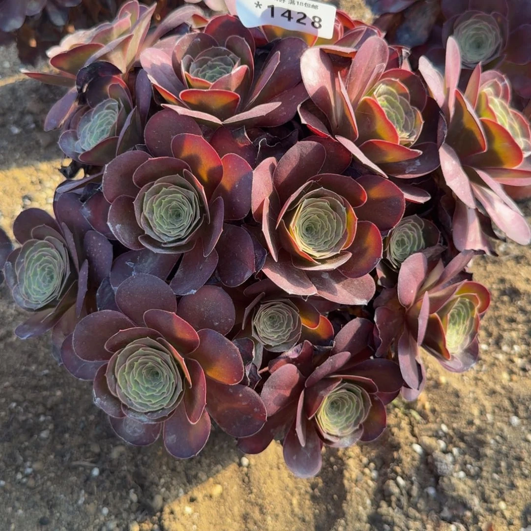 1428魅金玫瑰。多肉植物