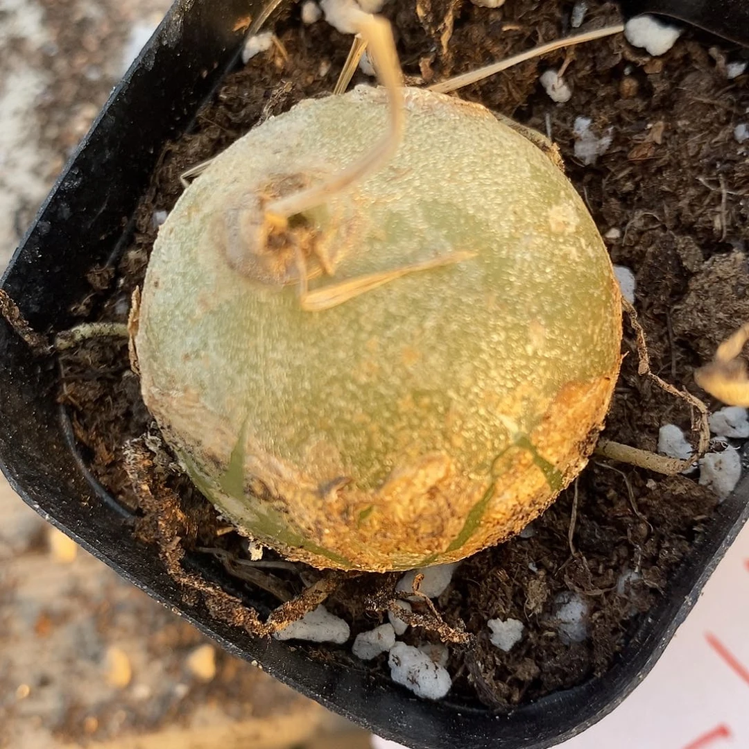 2474苍角殿一颗。
