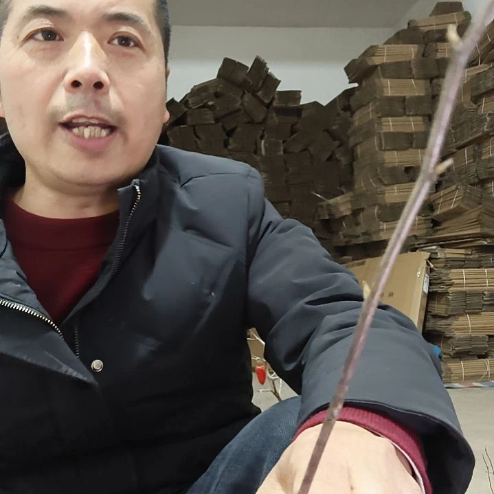 晚风铃金弹子嫁接苗