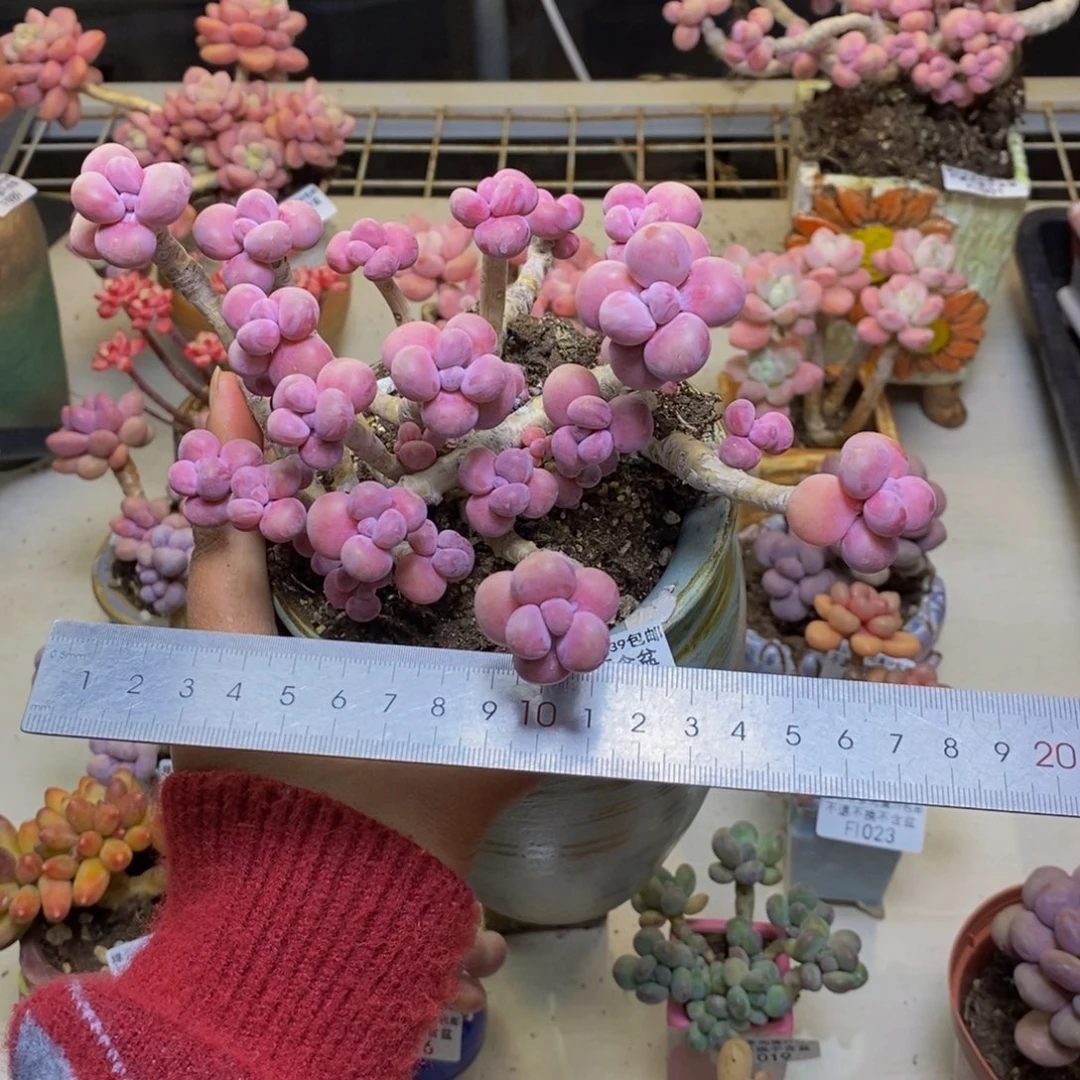 阿*990腰子桃蛋多肉17c m