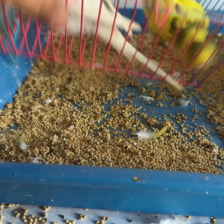 虎皮鹦鹉大头在哪里