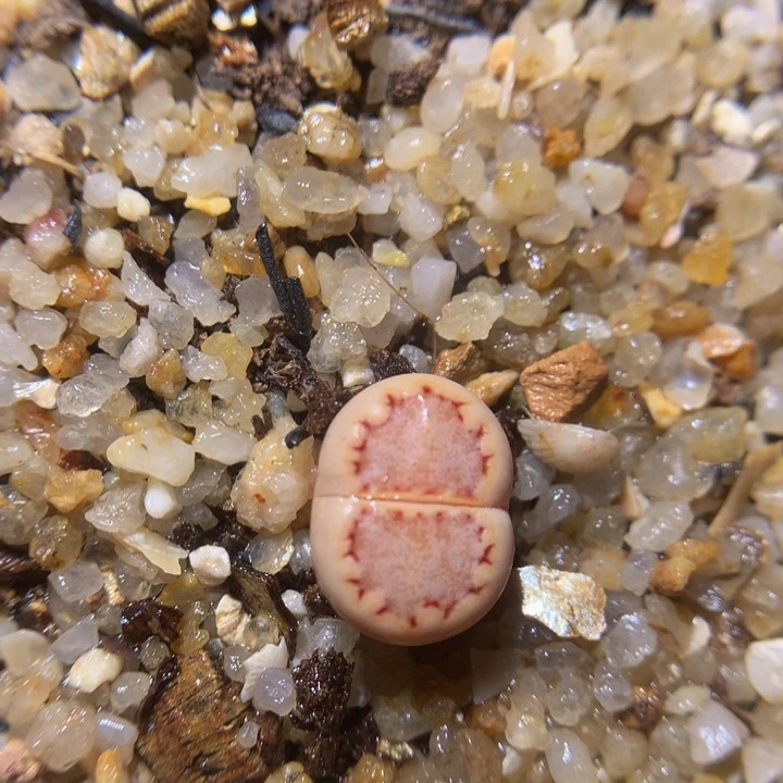 精品生石花38.426