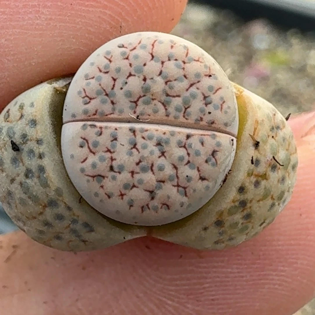 860一颗来咯菊我哦小心翼翼