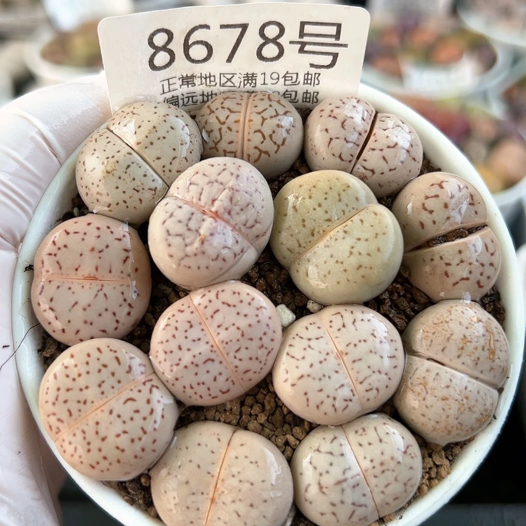 好养易活生石花大母本8678