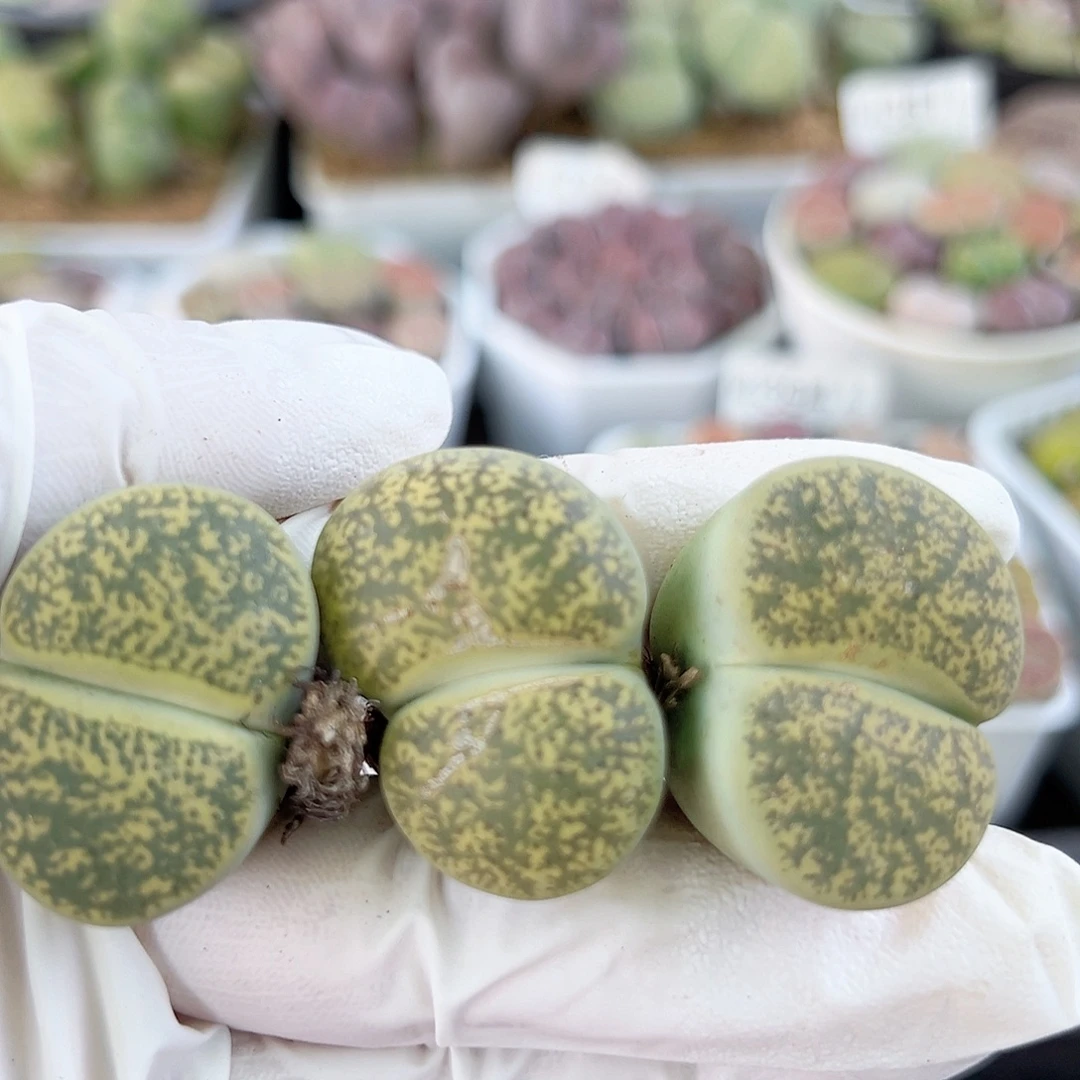 2000 好养易活生石花大母本三颗3cm