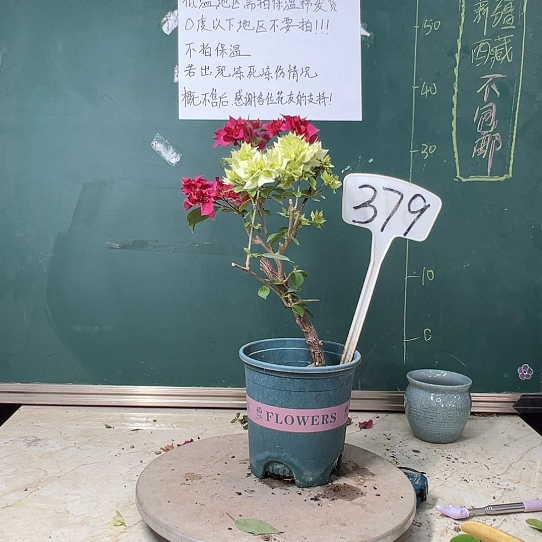 完全开放重瓣绿白重瓣红同株379