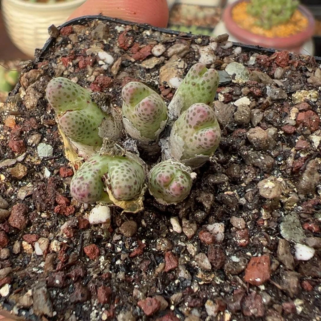 30-84草莓斑马多肉植物