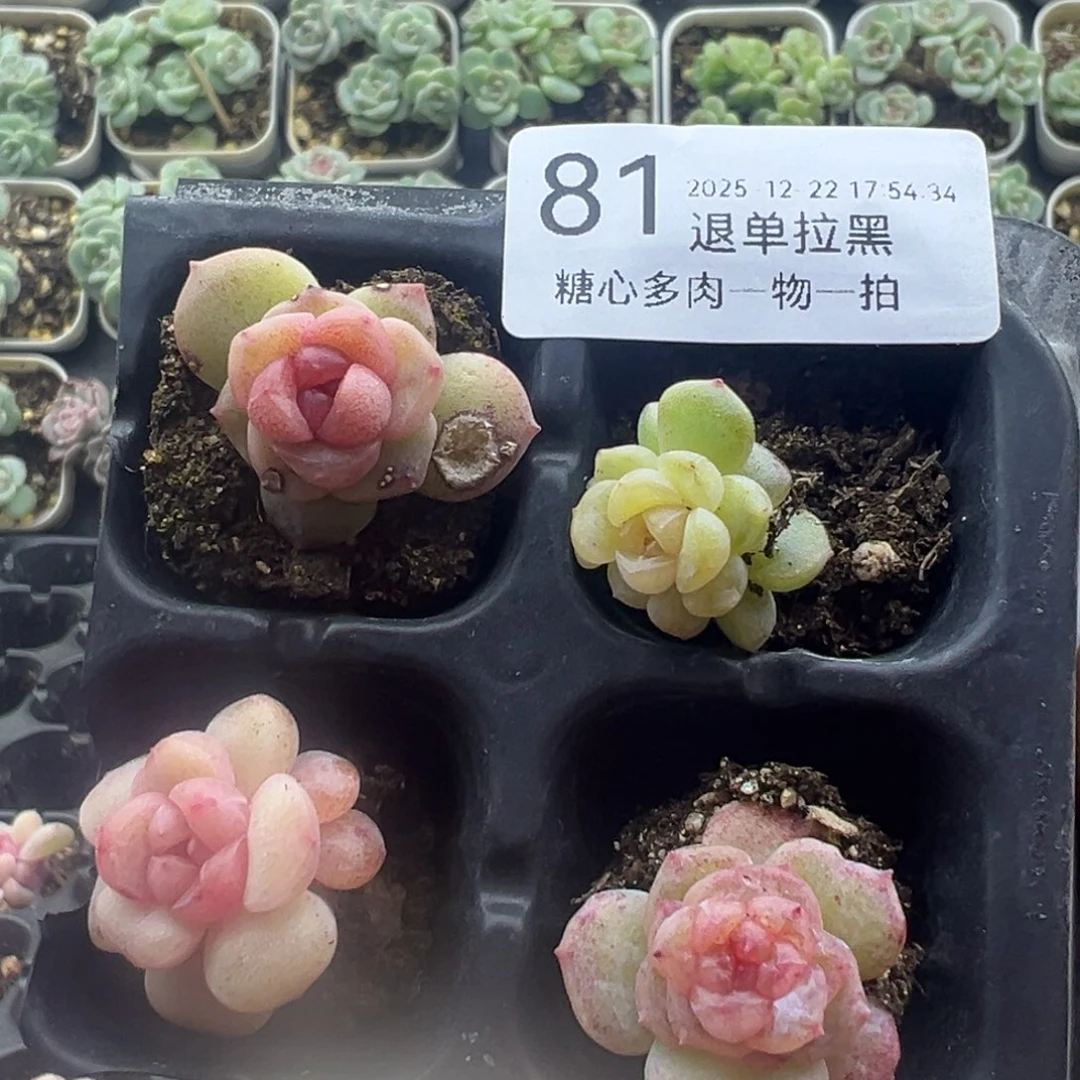 糖心多肉一物一拍81