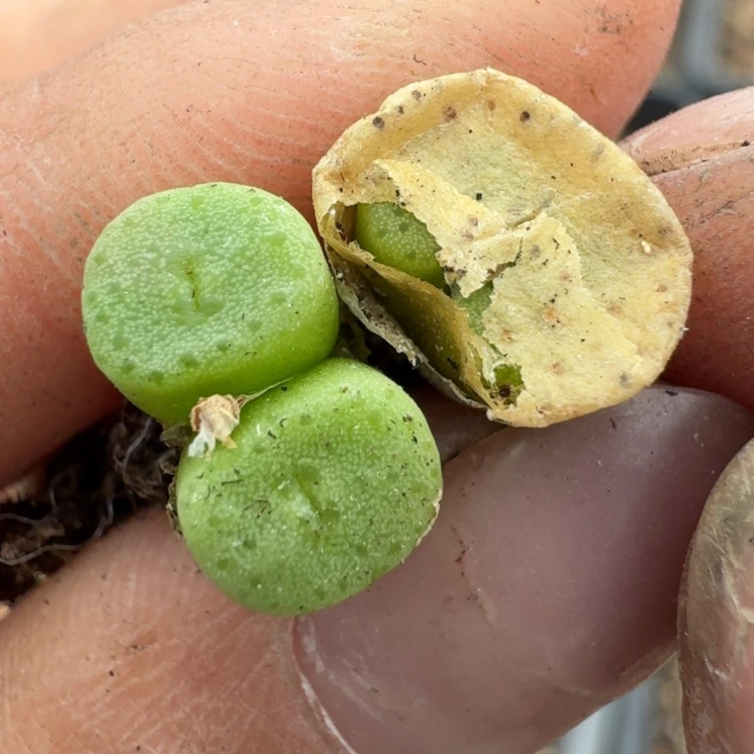 221两颗纽扣88608900088