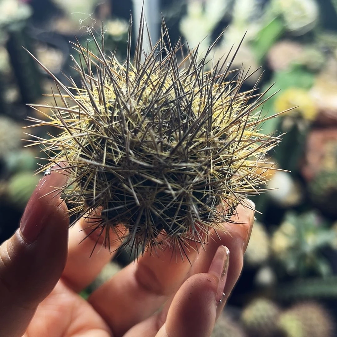 逆龙仙人球111111111