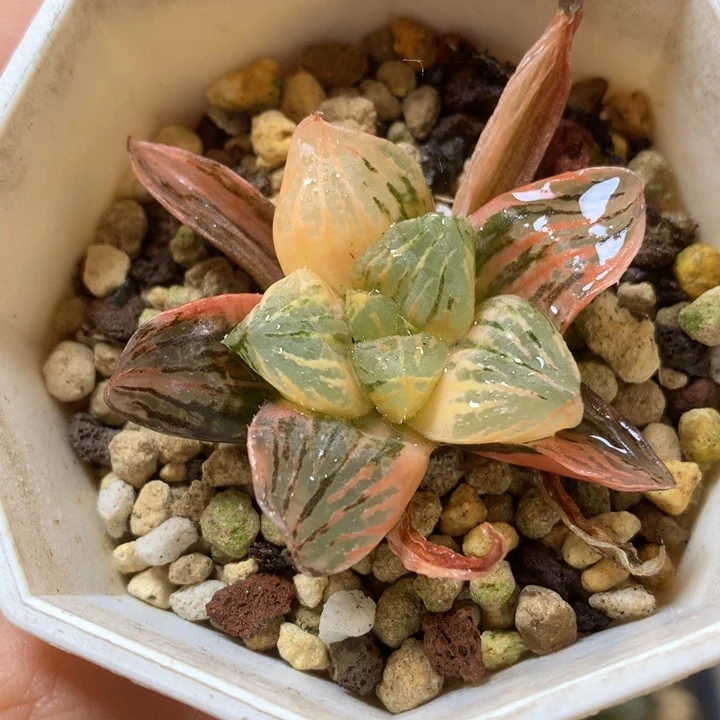 玉潭寿锦dai er nv t