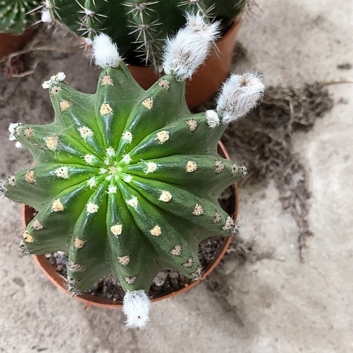 2个彩草，267889866