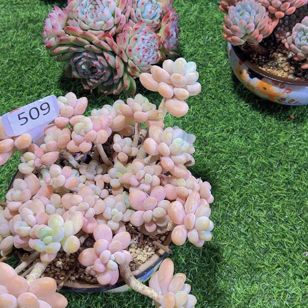 小**特509洛神50元元