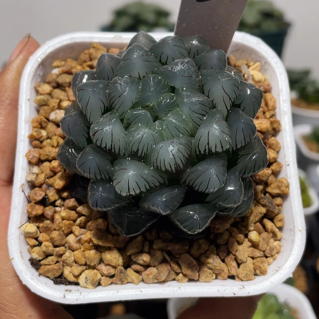 万象盆母本紫冰灯