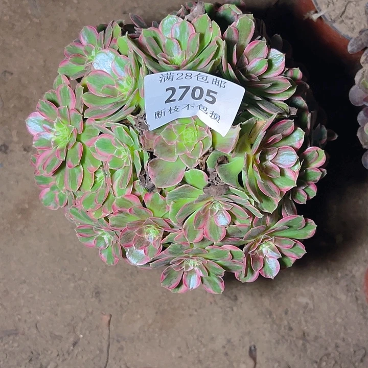 2705安娜多肉植物保护